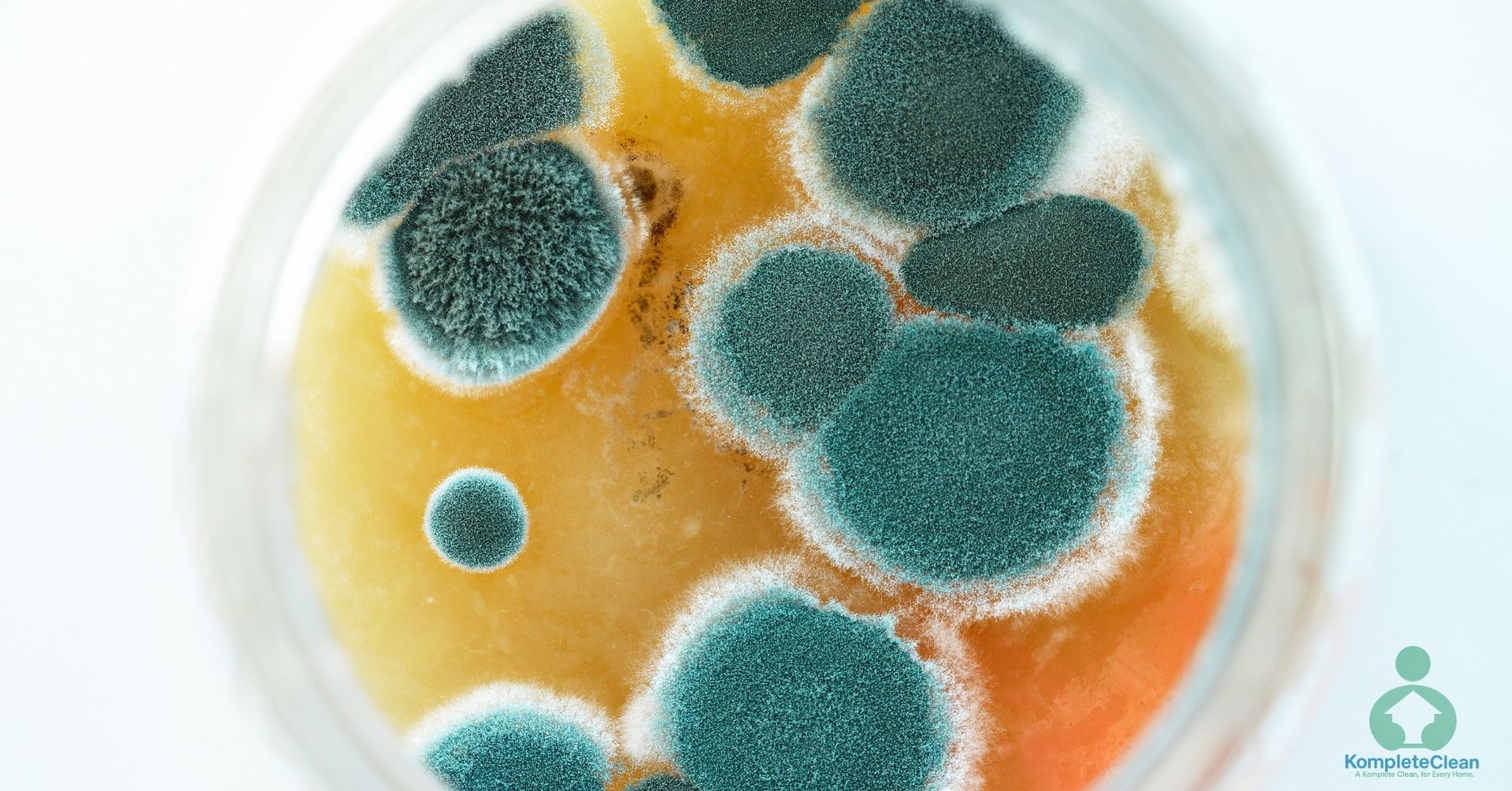 Household Mold